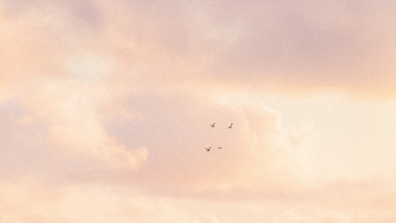 鳥とピンクの空